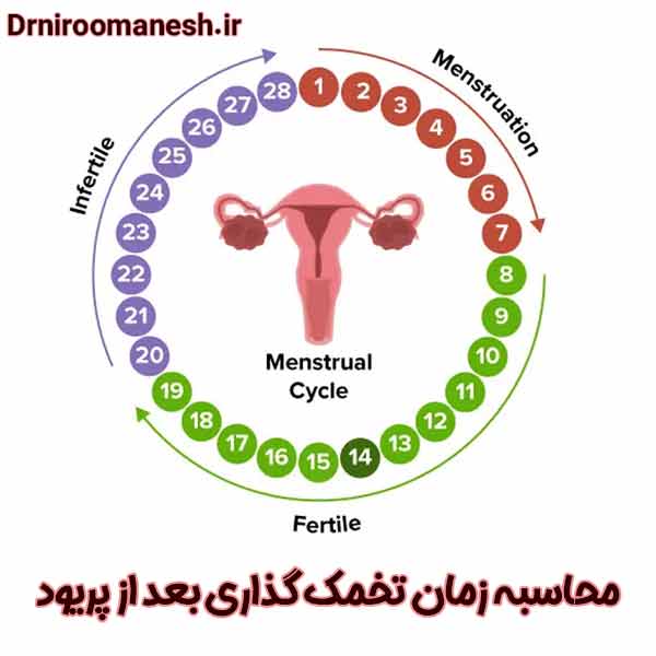 محاسبه زمان تخمک گذاری بعد از پریود